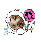 ウチの猫、空＆詩で作ったスタンプです‼️（個別スタンプ：12）