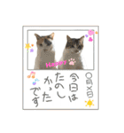 ウチの猫、空＆詩で作ったスタンプです‼️（個別スタンプ：14）