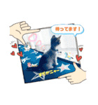 ウチの猫、空＆詩で作ったスタンプです‼️（個別スタンプ：15）