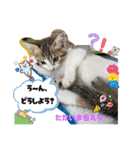 ウチの猫、空＆詩で作ったスタンプです‼️（個別スタンプ：16）