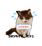 ウチの猫、空＆詩で作ったスタンプです‼️（個別スタンプ：19）