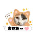 ウチの猫、空＆詩で作ったスタンプです‼️（個別スタンプ：20）