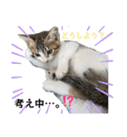 ウチの猫、空＆詩で作ったスタンプです‼️（個別スタンプ：22）