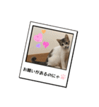 ウチの猫、空＆詩で作ったスタンプです‼️（個別スタンプ：23）