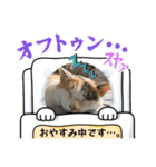 ウチの猫、空＆詩で作ったスタンプです‼️（個別スタンプ：24）