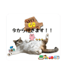 ウチの猫、空＆詩で作ったスタンプです‼️（個別スタンプ：25）