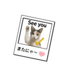 ウチの猫、空＆詩で作ったスタンプです‼️（個別スタンプ：26）