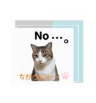 ウチの猫、空＆詩で作ったスタンプです‼️（個別スタンプ：27）