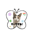 ウチの猫、空＆詩で作ったスタンプです‼️（個別スタンプ：29）