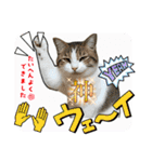 ウチの猫、空＆詩で作ったスタンプです‼️（個別スタンプ：30）