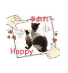 ウチの猫、空＆詩で作ったスタンプです‼️（個別スタンプ：32）