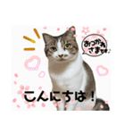 ウチの猫、空＆詩で作ったスタンプです‼️（個別スタンプ：33）