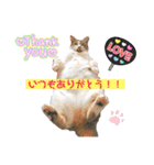 ウチの猫、空＆詩で作ったスタンプです‼️（個別スタンプ：34）