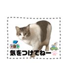 ウチの猫、空＆詩で作ったスタンプです‼️（個別スタンプ：35）