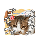 ウチの猫、空＆詩で作ったスタンプです‼️（個別スタンプ：36）