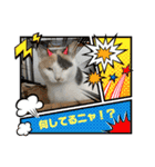 ウチの猫、空＆詩で作ったスタンプです‼️（個別スタンプ：37）