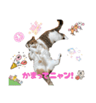 ウチの猫、空＆詩で作ったスタンプです‼️（個別スタンプ：38）
