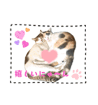 ウチの猫、空＆詩で作ったスタンプです‼️（個別スタンプ：40）