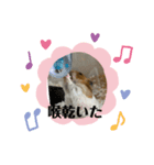 みーぴーぼたん（個別スタンプ：4）