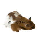 みーぴーぼたん（個別スタンプ：7）