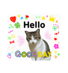 ウチの猫、空のスタンプです♪（個別スタンプ：1）