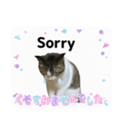ウチの猫、空のスタンプです♪（個別スタンプ：2）