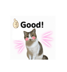 ウチの猫、空のスタンプです♪（個別スタンプ：3）