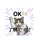 ウチの猫、空のスタンプです♪（個別スタンプ：4）
