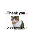 ウチの猫、空のスタンプです♪（個別スタンプ：5）