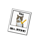 ウチの猫、空のスタンプです♪（個別スタンプ：6）