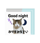 ウチの猫、空のスタンプです♪（個別スタンプ：8）
