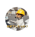 小型犬ジャックラッセルテリア社内編（個別スタンプ：14）