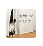 くろみけみずな（個別スタンプ：29）