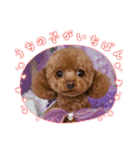 うちの愛犬ぴこ（個別スタンプ：31）