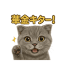 週末だ！スコティッシュホールド猫のご褒美（個別スタンプ：1）