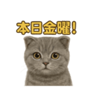 週末だ！スコティッシュホールド猫のご褒美（個別スタンプ：2）