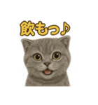 週末だ！スコティッシュホールド猫のご褒美（個別スタンプ：3）