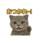 週末だ！スコティッシュホールド猫のご褒美（個別スタンプ：4）