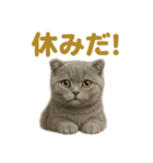 週末だ！スコティッシュホールド猫のご褒美（個別スタンプ：5）