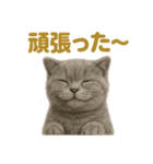 週末だ！スコティッシュホールド猫のご褒美（個別スタンプ：8）