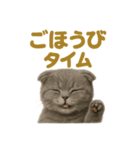 週末だ！スコティッシュホールド猫のご褒美（個別スタンプ：10）