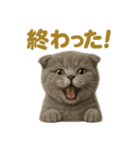 週末だ！スコティッシュホールド猫のご褒美（個別スタンプ：11）