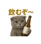 週末だ！スコティッシュホールド猫のご褒美（個別スタンプ：12）