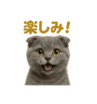 週末だ！スコティッシュホールド猫のご褒美（個別スタンプ：14）