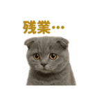 週末だ！スコティッシュホールド猫のご褒美（個別スタンプ：15）