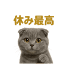 週末だ！スコティッシュホールド猫のご褒美（個別スタンプ：16）