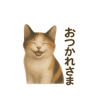 三毛猫のリアルなスタンプ（個別スタンプ：9）