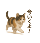 三毛猫のリアルなスタンプ（個別スタンプ：13）