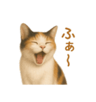 三毛猫のリアルなスタンプ（個別スタンプ：17）