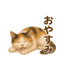 三毛猫のリアルなスタンプ（個別スタンプ：19）